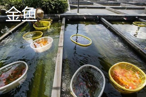 水泥池的养鱼技术，建好水泥池后要去碱