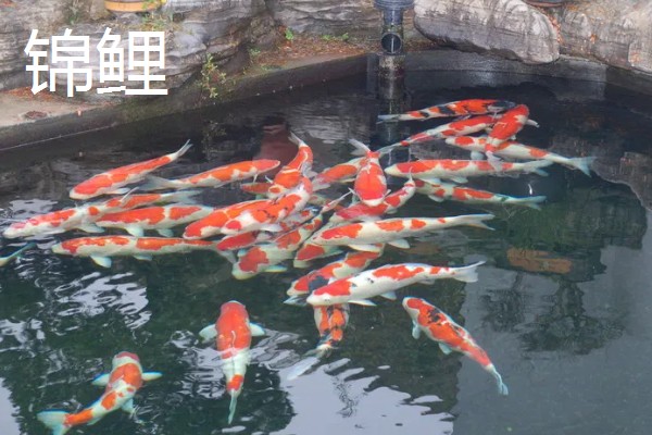 水泥池的养鱼技术，建好水泥池后要去碱