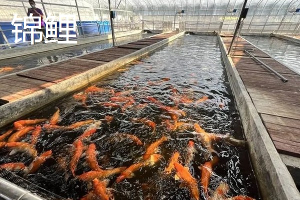 水泥池的养鱼技术，建好水泥池后要去碱