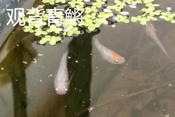 水泥池的养鱼技术，建好水泥池后要去碱