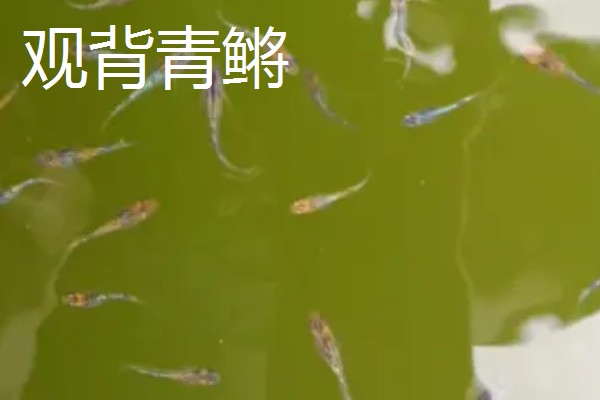 水泥池的养鱼技术，建好水泥池后要去碱