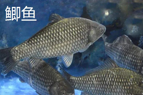 水泥池的养鱼技术，建好水泥池后要去碱