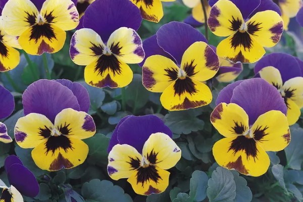 三色堇的寓意，寓意思念、沉默的爱等