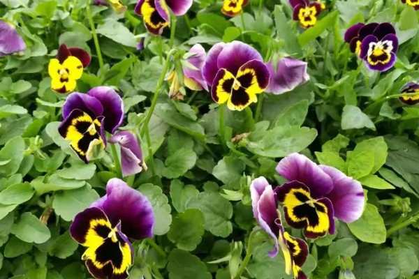 三色堇的寓意，寓意思念、沉默的爱等