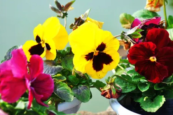 三色堇的寓意，寓意思念、沉默的爱等