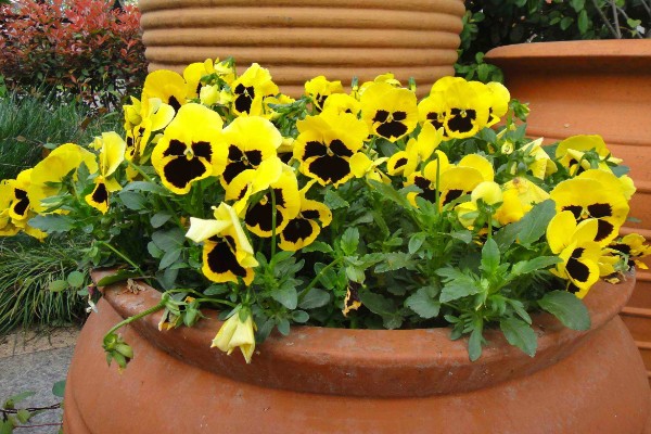 三色堇的寓意，寓意思念、沉默的爱等