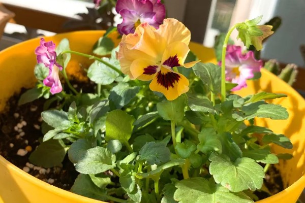 三色堇的寓意，寓意思念、沉默的爱等