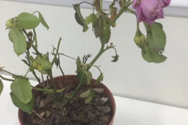 三色堇的寓意，寓意思念、沉默的爱等