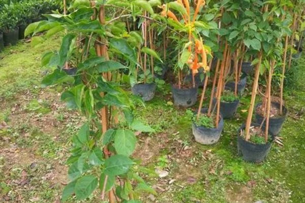 炮仗花如何施肥，在秋季每隔半个月追肥一次