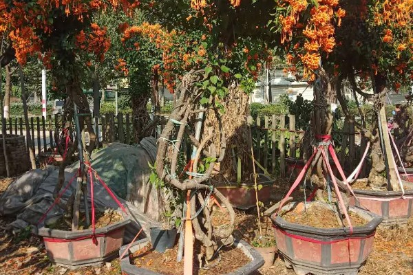 炮仗花如何施肥，在秋季每隔半个月追肥一次