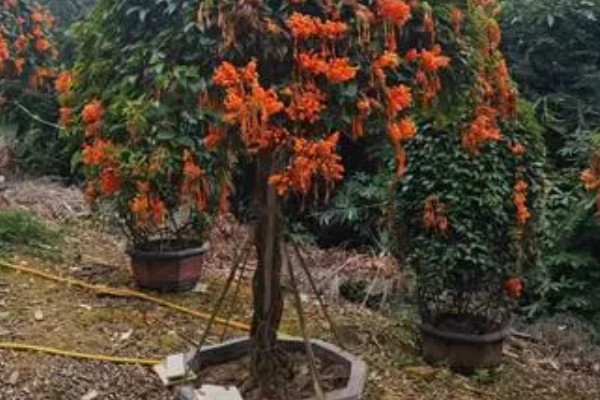 炮仗花如何施肥，在秋季每隔半个月追肥一次