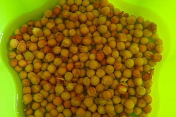 豌豆可以自己留种吗,是可以自己留种的