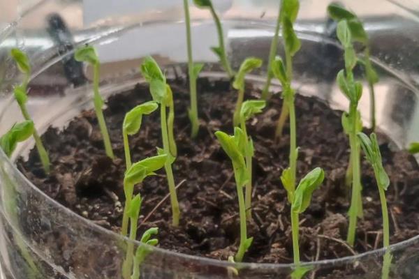 豌豆可以自己留种吗,是可以自己留种的