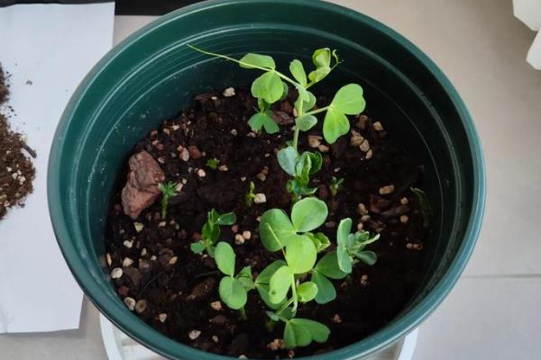 豌豆可以自己留种吗,是可以自己留种的