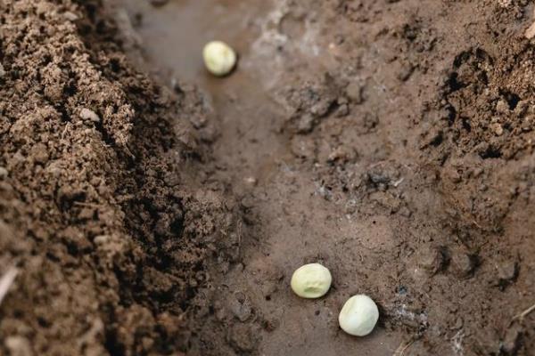 豌豆可以自己留种吗,是可以自己留种的