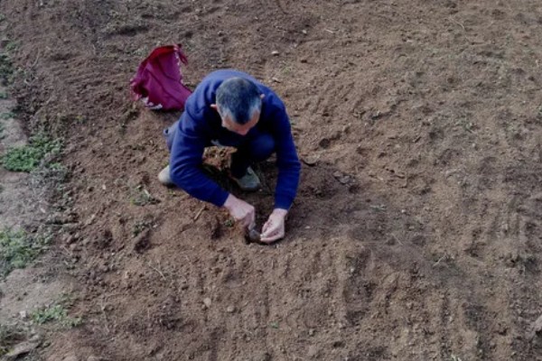 远志怎么种植，喷施钾肥可以提高产量