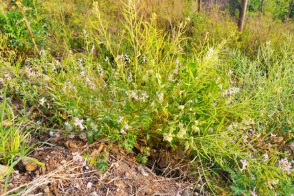 远志怎么种植，喷施钾肥可以提高产量