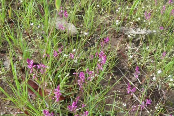 远志怎么种植，喷施钾肥可以提高产量