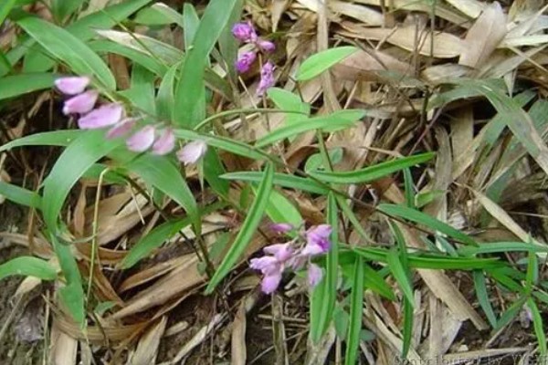 远志怎么种植，喷施钾肥可以提高产量