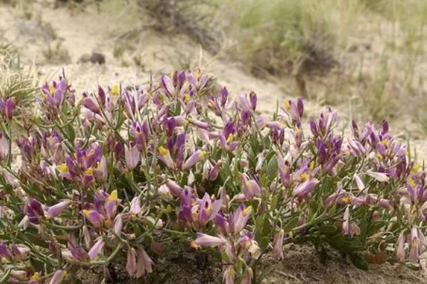 远志怎么种植，喷施钾肥可以提高产量