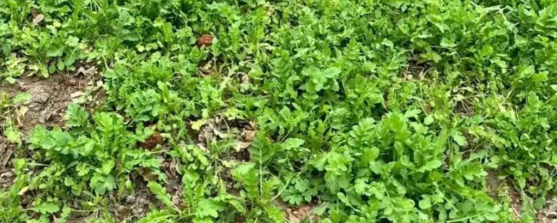荠菜什么时候播种好，春秋两季均可种植