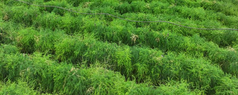 芦笋如何繁殖,可播种也可扦插繁殖