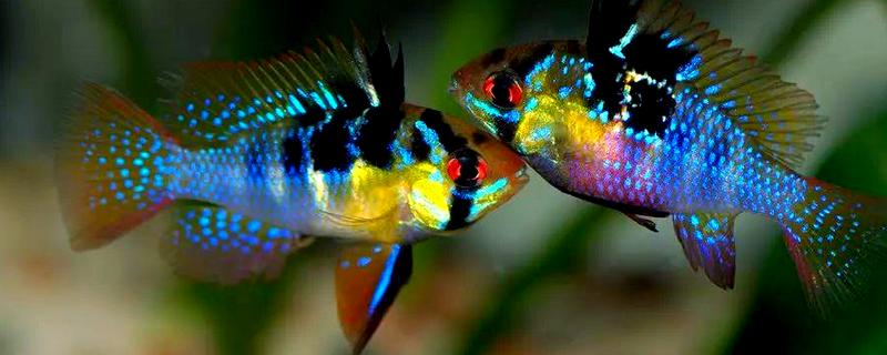 荷兰凤凰鱼能长多大,可以长到6-8厘米左右