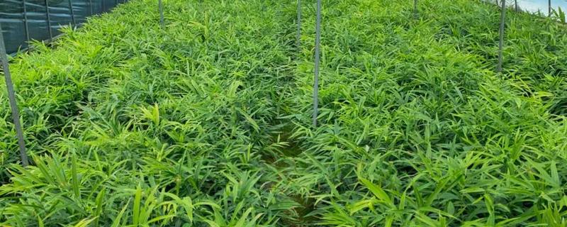 老虎姜用哪种肥料施，通常需要施农家肥