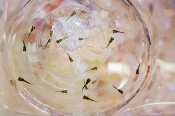 怎么喂养刚出生的孔雀鱼,把水温保持在25-26℃