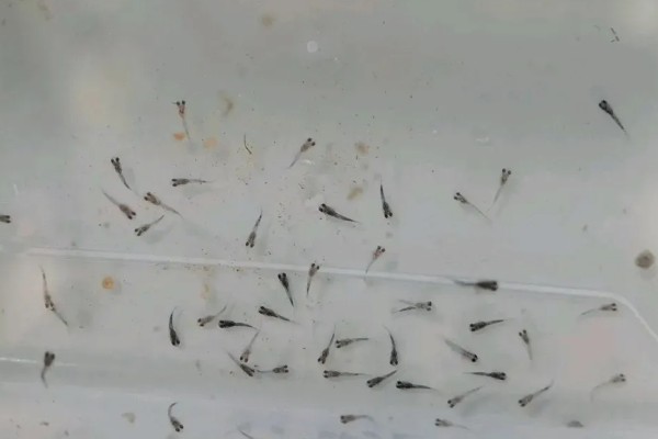 怎么喂养刚出生的孔雀鱼,把水温保持在25-26℃