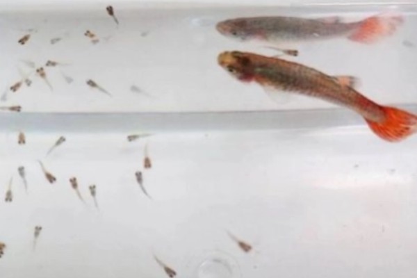 怎么喂养刚出生的孔雀鱼,把水温保持在25-26℃