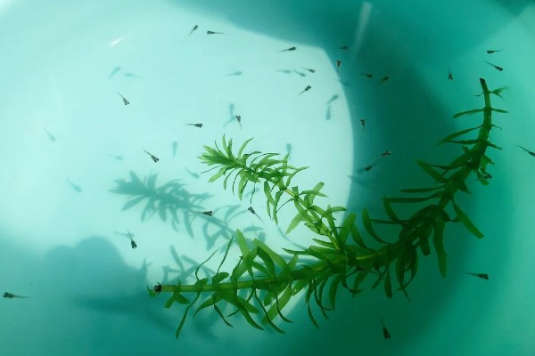 怎么喂养刚出生的孔雀鱼,把水温保持在25-26℃