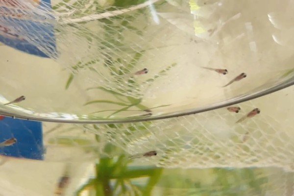 怎么喂养刚出生的孔雀鱼,把水温保持在25-26℃