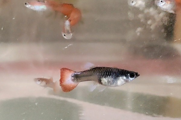 怎么喂养刚出生的孔雀鱼,把水温保持在25-26℃