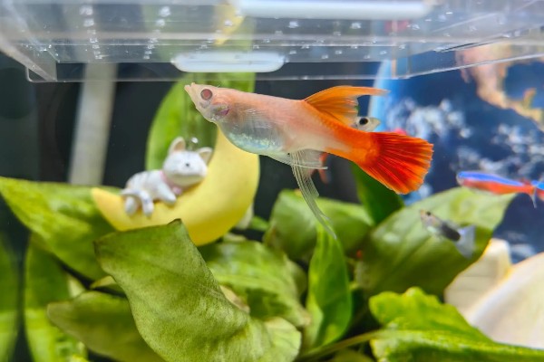 怎么喂养刚出生的孔雀鱼,把水温保持在25-26℃