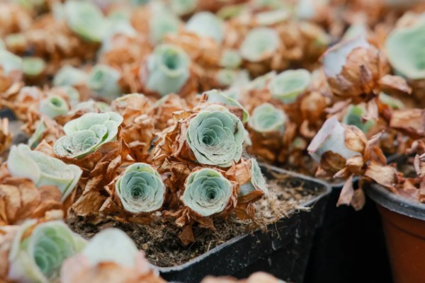 山地玫瑰开花后会不会死亡,母株会逐渐枯萎死亡但可以分株繁殖