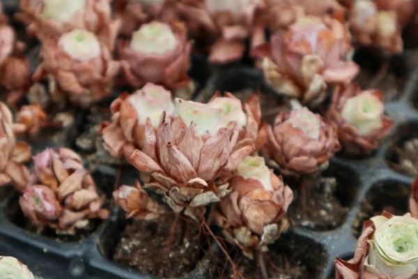 山地玫瑰开花后会不会死亡,母株会逐渐枯萎死亡但可以分株繁殖