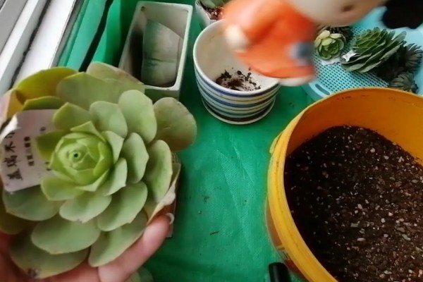 山地玫瑰开花后会不会死亡,母株会逐渐枯萎死亡但可以分株繁殖