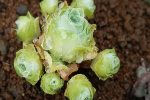 山地玫瑰开花后会不会死亡,母株会逐渐枯萎死亡但可以分株繁殖