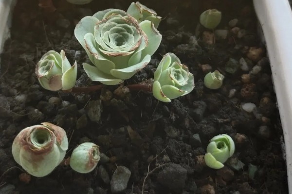 山地玫瑰开花后会不会死亡,母株会逐渐枯萎死亡但可以分株繁殖