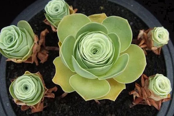 山地玫瑰开花后会不会死亡,母株会逐渐枯萎死亡但可以分株繁殖