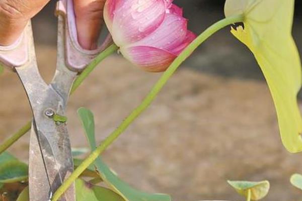 盆栽荷花怎样修剪，枯萎发黄的叶子需及时修剪
