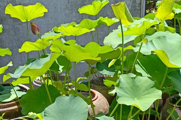 盆栽荷花怎样修剪，枯萎发黄的叶子需及时修剪