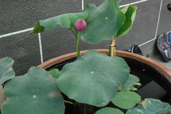 盆栽荷花怎样修剪，枯萎发黄的叶子需及时修剪