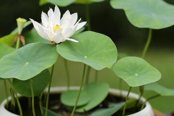 盆栽荷花怎样修剪，枯萎发黄的叶子需及时修剪