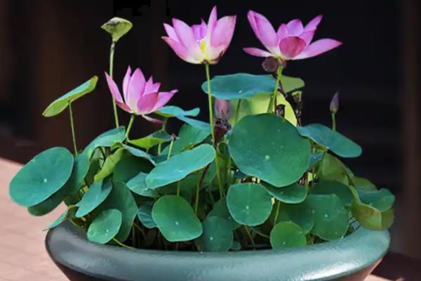 盆栽荷花怎样修剪，枯萎发黄的叶子需及时修剪