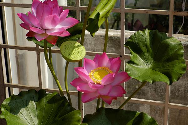 盆栽荷花怎样修剪，枯萎发黄的叶子需及时修剪