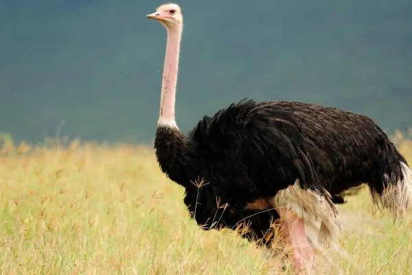 鸵鸟是什么动物，是鸟类卵生动物