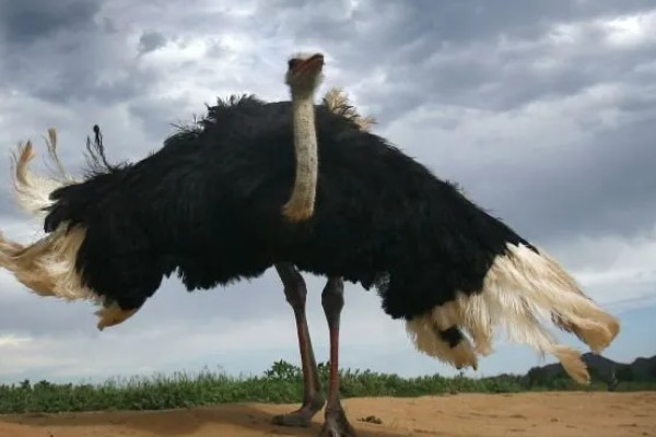 鸵鸟是什么动物，是鸟类卵生动物