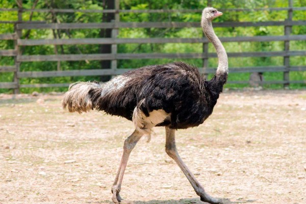 鸵鸟是什么动物，是鸟类卵生动物